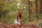 Rhodesian Ridgeback