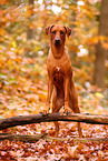 Rhodesian Ridgeback