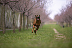 Rhodesian Ridgeback