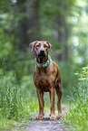 Rhodesian Ridgeback