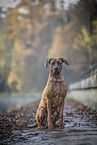 Rhodesian Ridgeback