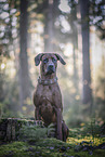 Rhodesian Ridgeback