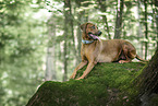 Rhodesian Ridgeback