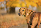 Rhodesian Ridgeback