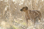 Rhodesian Ridgeback