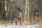 Rhodesian Ridgeback