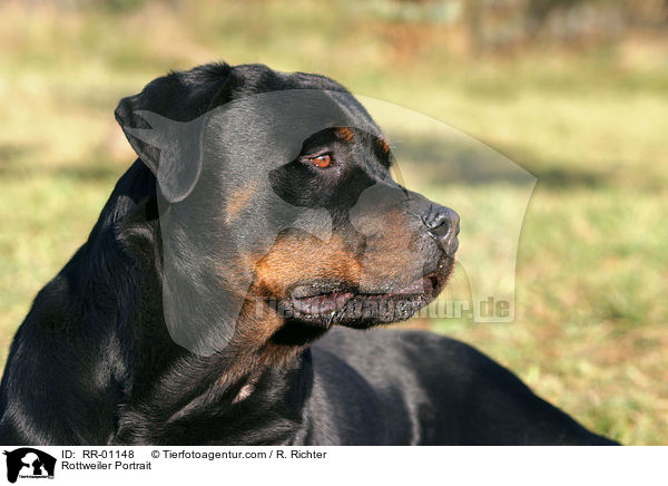 Rottweiler Portrait / Rottweiler Portrait / RR-01148