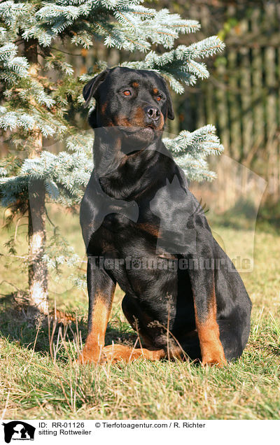 sitzender Rottweiler / sitting Rottweiler / RR-01126