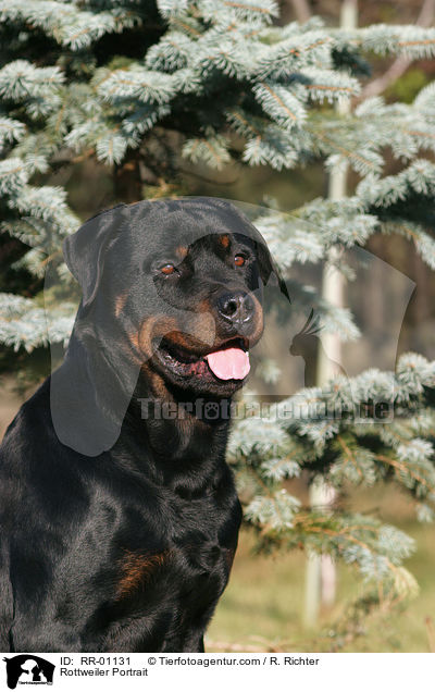 Rottweiler Portrait / Rottweiler Portrait / RR-01131