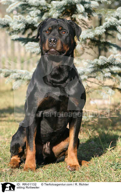 sitzender Rottweiler / sitting Rottweiler / RR-01132