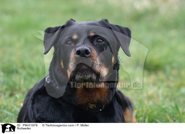 Rottweiler / Rottweiler / PM-01978