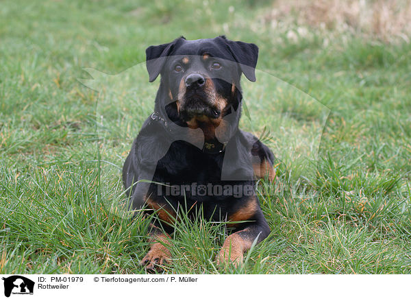 Rottweiler / Rottweiler / PM-01979