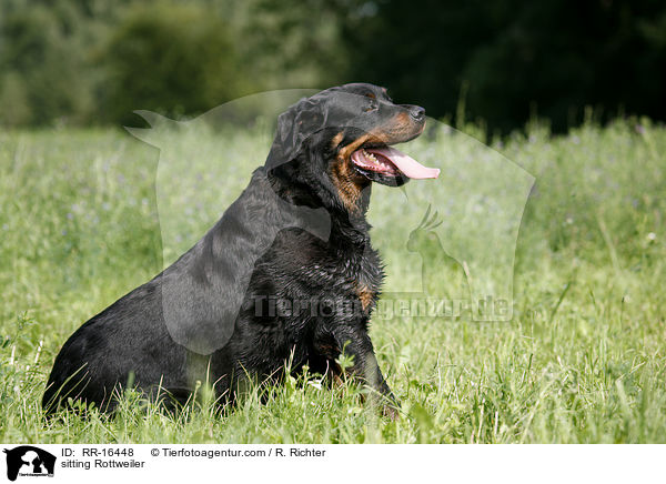 sitzender Rottweiler / sitting Rottweiler / RR-16448