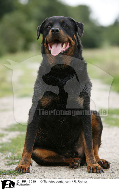 Rottweiler / Rottweiler / RR-16519