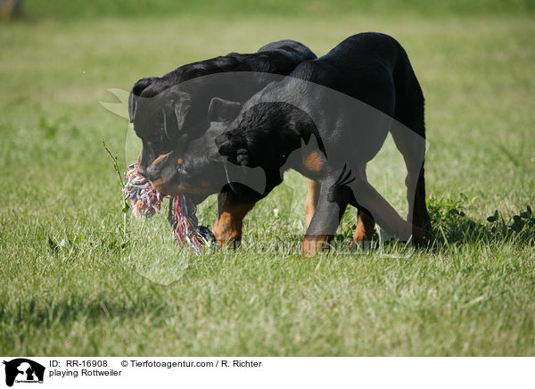 spielende Rottweiler / playing Rottweiler / RR-16908