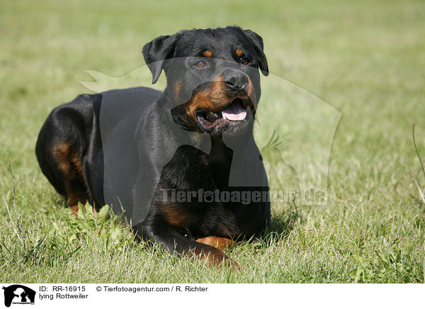 liegender Rottweiler / lying Rottweiler / RR-16915