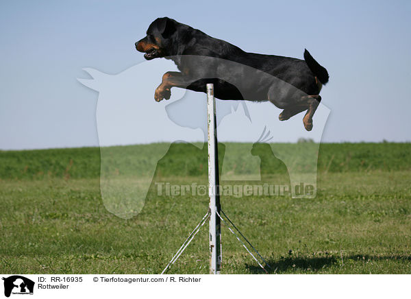 Rottweiler / Rottweiler / RR-16935