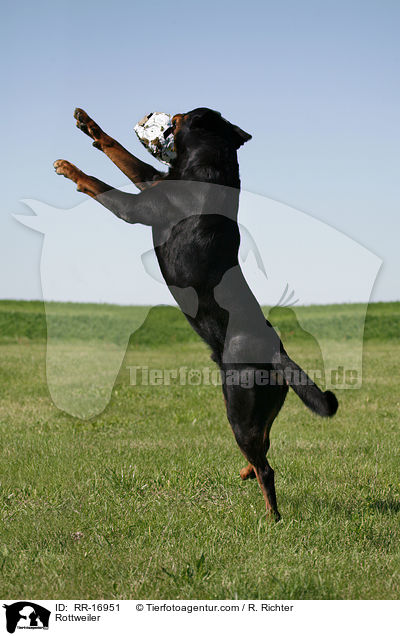 Rottweiler / Rottweiler / RR-16951