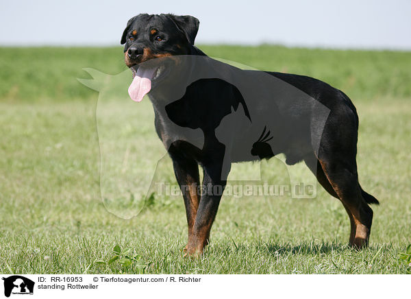 stehender Rottweiler / standing Rottweiler / RR-16953