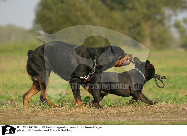 Rottweiler und Franzsische Bulldogge im Spiel / playing Rottweiler and French Bulldog / SS-14109