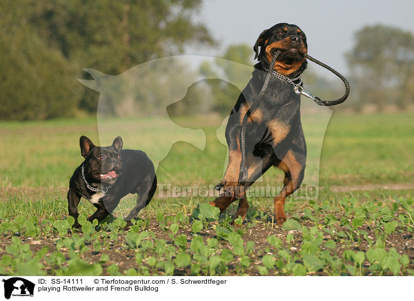 playing Rottweiler and French Bulldog / SS-14111