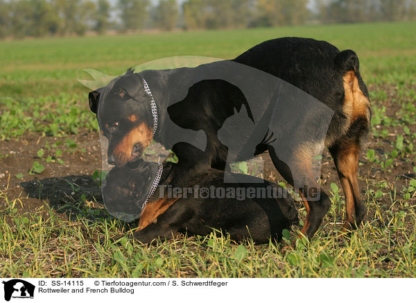 Rottweiler und Franzsische Bulldogge / Rottweiler and French Bulldog / SS-14115