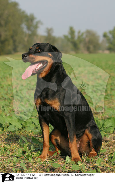 sitzender Rottweiler / sitting Rottweiler / SS-14142