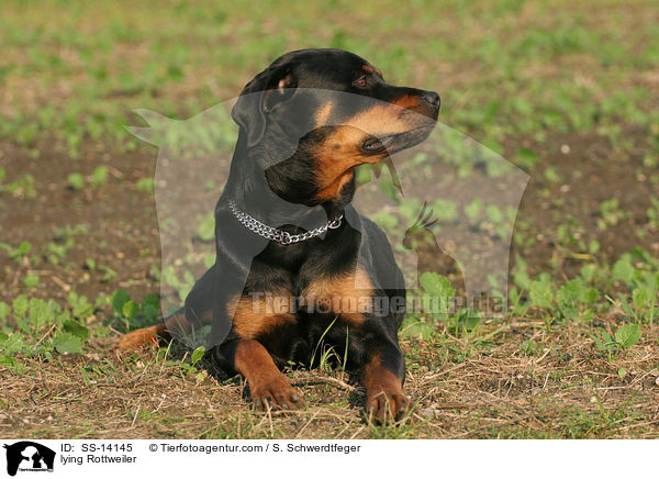 liegender Rottweiler / lying Rottweiler / SS-14145