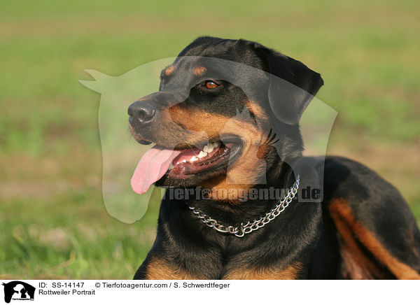 Rottweiler Portrait / Rottweiler Portrait / SS-14147