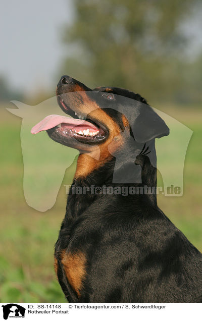 Rottweiler Portrait / Rottweiler Portrait / SS-14148