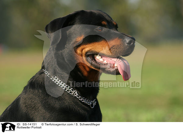 Rottweiler Portrait / Rottweiler Portrait / SS-14151