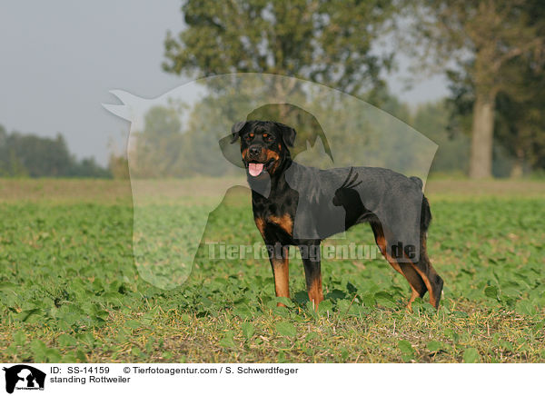 stehender Rottweiler / standing Rottweiler / SS-14159