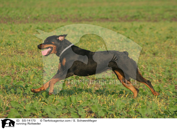 rennender Rottweiler / running Rottweiler / SS-14170