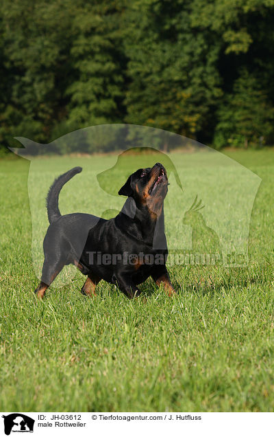 Rottweiler Rde / male Rottweiler / JH-03612