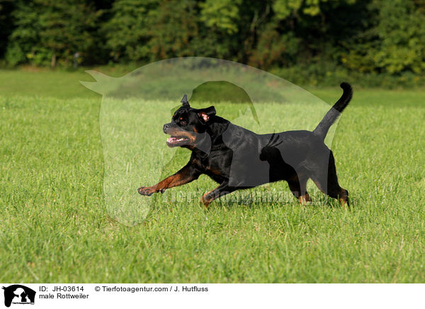 Rottweiler Rde / male Rottweiler / JH-03614