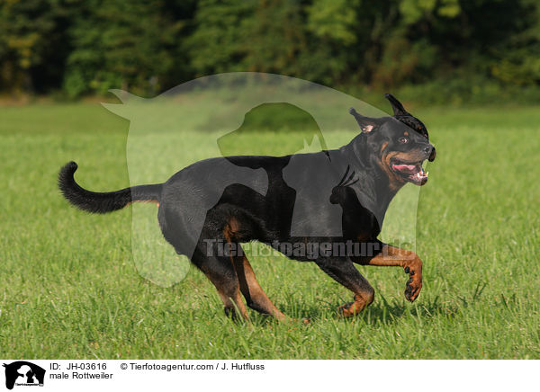 Rottweiler Rde / male Rottweiler / JH-03616