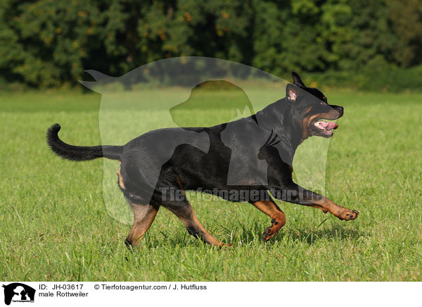 Rottweiler Rde / male Rottweiler / JH-03617