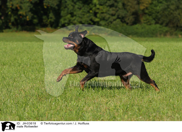 Rottweiler Rde / male Rottweiler / JH-03618