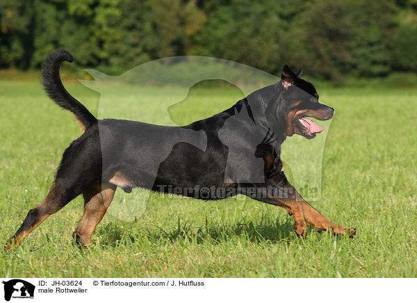 Rottweiler Rde / male Rottweiler / JH-03624