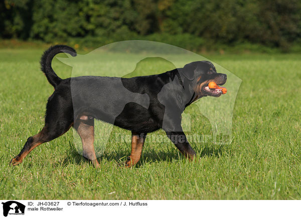 Rottweiler Rde / male Rottweiler / JH-03627
