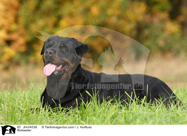Rottweiler Hndin / Rottweiler / JH-04038