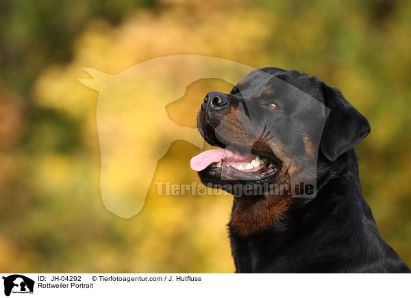 Rottweiler Portrait / Rottweiler Portrait / JH-04292