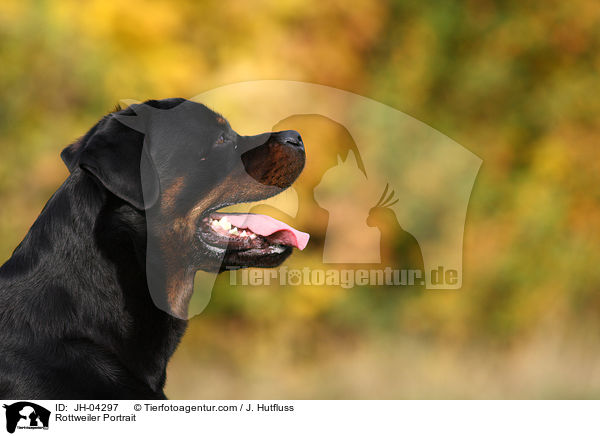 Rottweiler Portrait / Rottweiler Portrait / JH-04297
