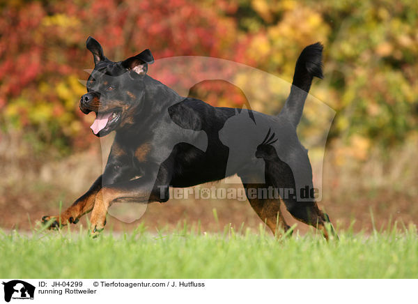 rennender Rottweiler / running Rottweiler / JH-04299