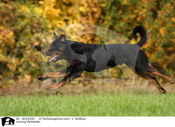 rennender Rottweiler / running Rottweiler / JH-04300