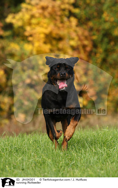 rennender Rottweiler / running Rottweiler / JH-04301