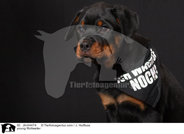 junger Rottweiler / young Rottweiler / JH-04474