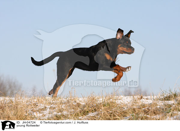 Rottweiler im Winter / young Rottweiler / JH-04724