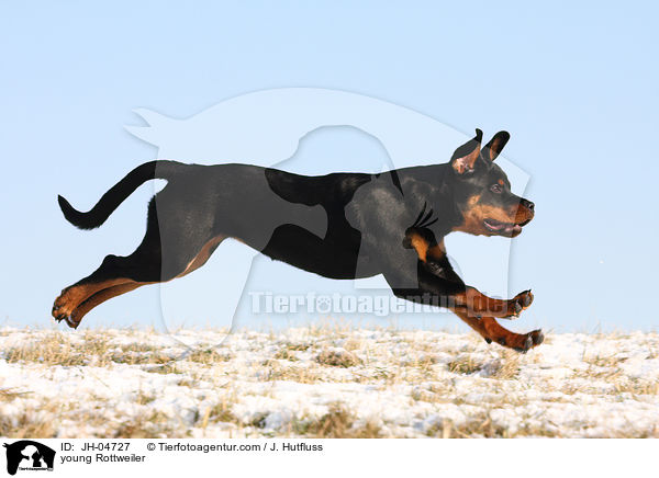 Rottweiler im Winter / young Rottweiler / JH-04727