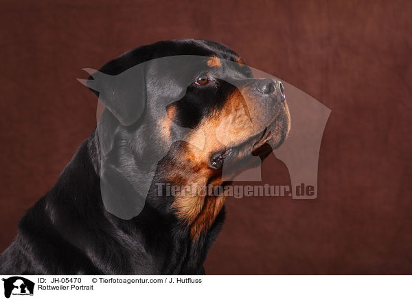 Rottweiler Portrait / Rottweiler Portrait / JH-05470